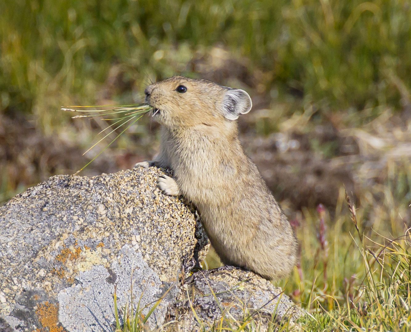 Pika with grass in mouth at Rock Cut during late summer.