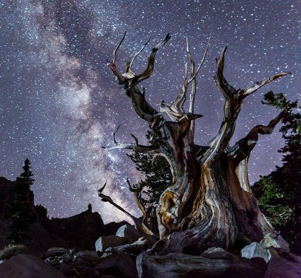 Great Basin National Park dark sky tree