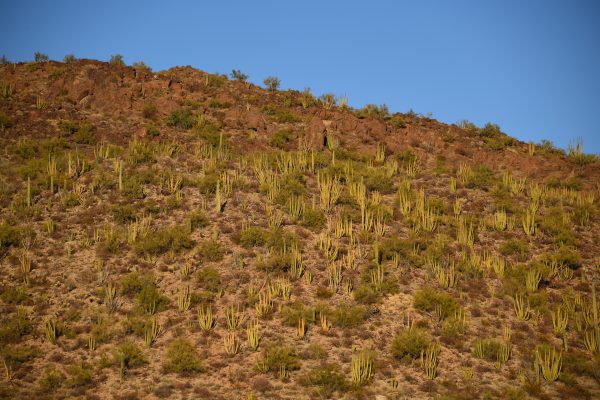 Organ Pipe Cacti National Monument