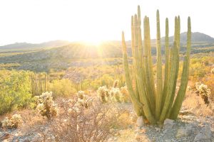 Organ Pipe Cacti National Monument