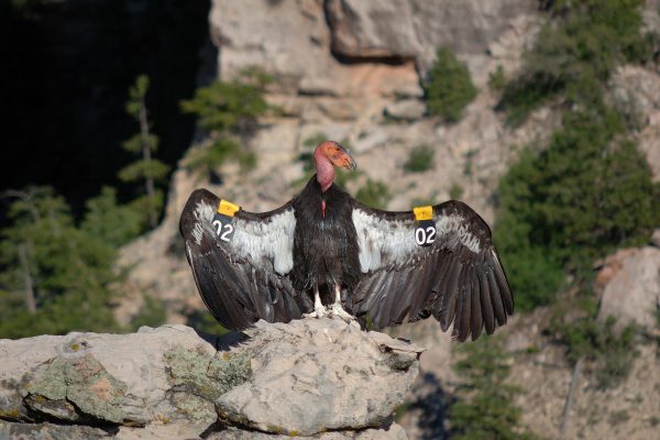 Pinnacles National Park California Condor