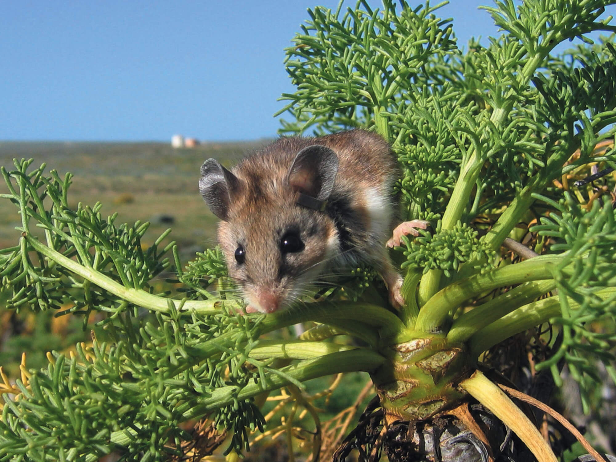 Channel Islands National Park Research on Effects of Seed Predators