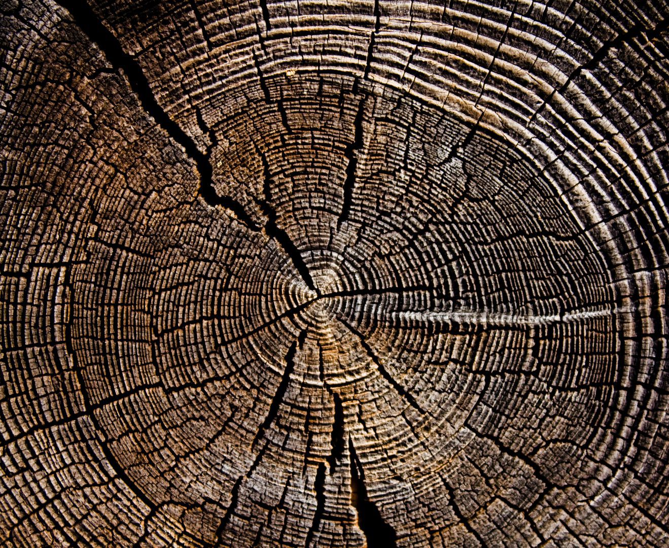 History tree ring tree rings hi-res stock photography and images - Alamy