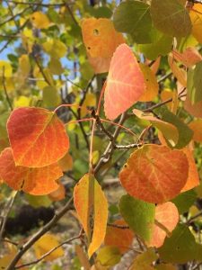 Bandelier Aspen Leaves