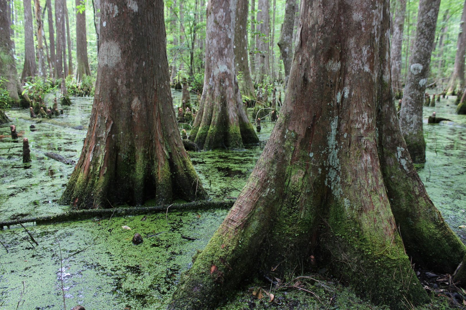 Cypress Swamp, Big Thicket National Preserve