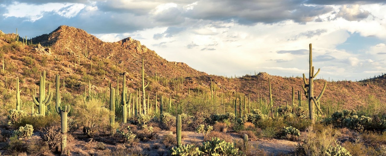 interior Desert Plants at Saguaro National Park Resist Ravages of Drought banner image