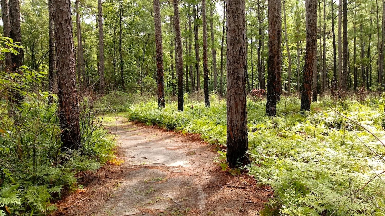 Sundew Trail, Big Thicket National Preserve