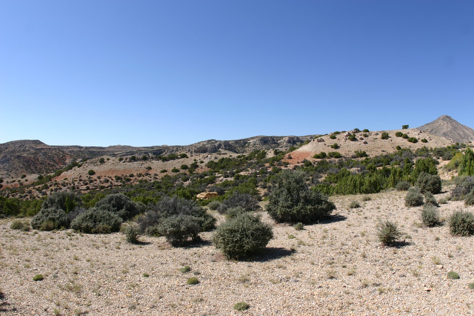 Juniper Trees, Big Horn Canyon National Recreational Area