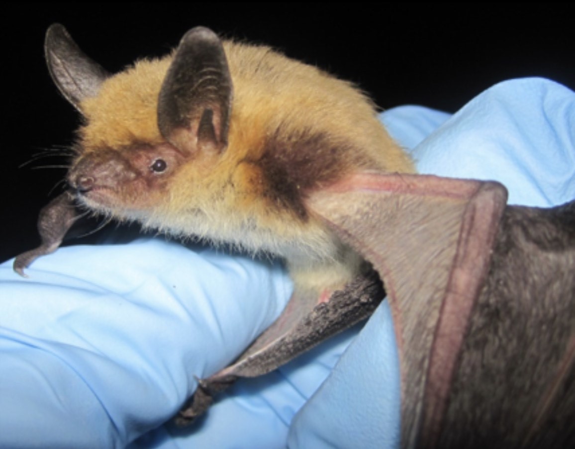 Bat at Carlsbad Caverns National Park