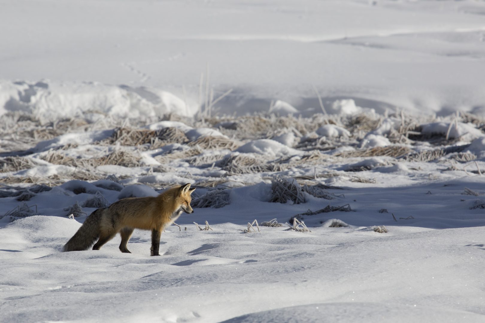 Red Fox, snow, Great Basin National Park