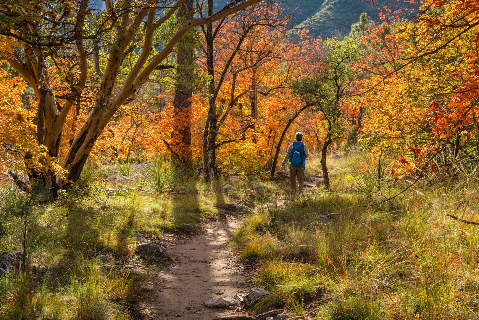 A hiker wearing a blue backpack walks on a trail that winds through trees with yellow, orange, and green leaves. Sunlight streams through the branches and shadows of tree trunks and branches stretch across the ground.