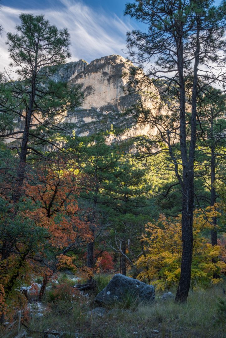 Pine trees stretch to blue sky above with white clouds. A white and dark gray peak is between the branches and a large boulder among trees with yellow and orange leaves is below.