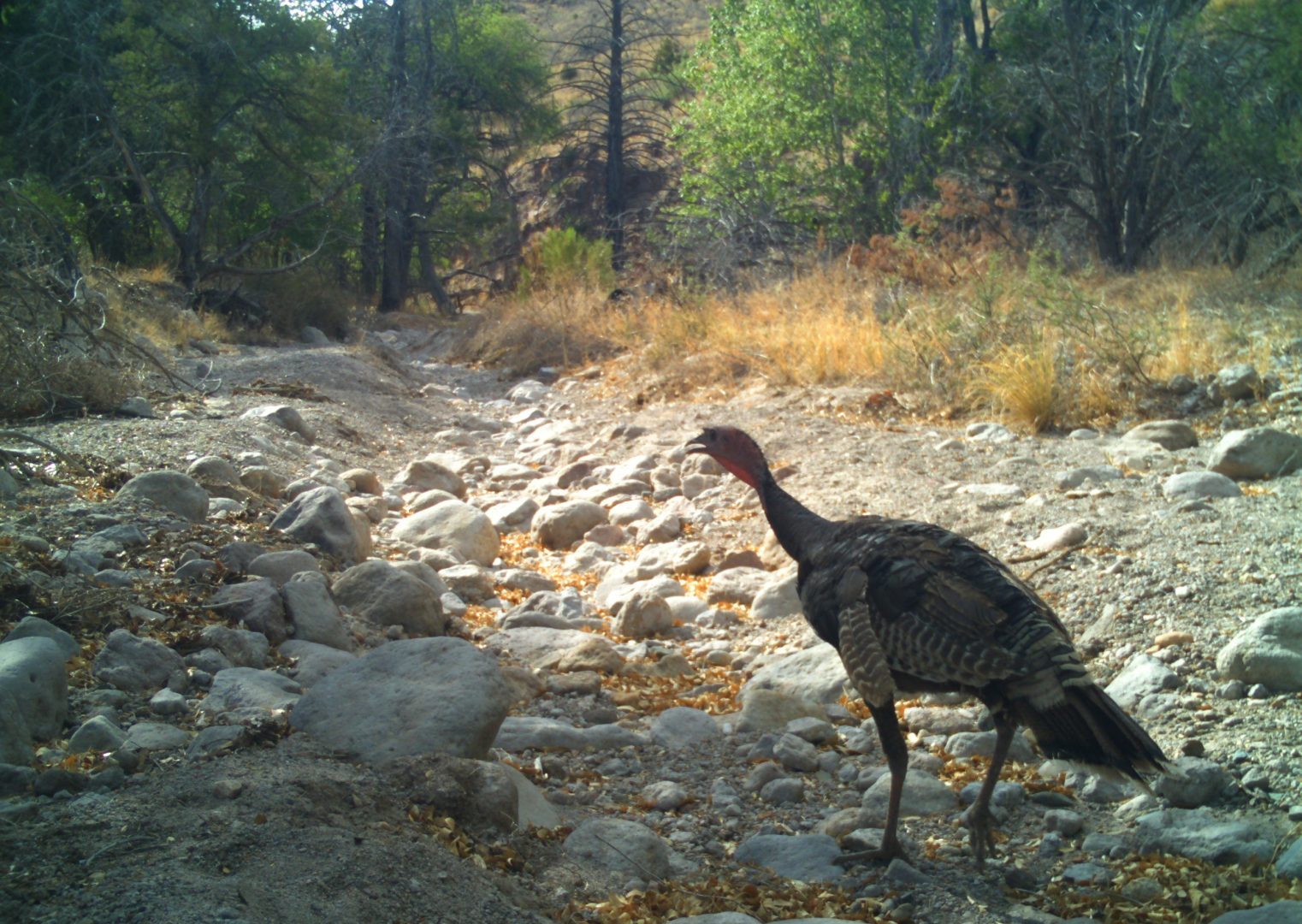 Turkey at Chiricahua National Monument
