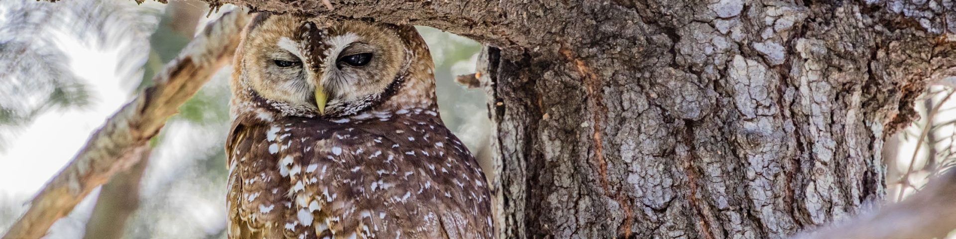 Owl at Walnut Canyon National Monument
