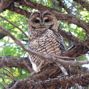 Owl at Walnut Canyon National Monument