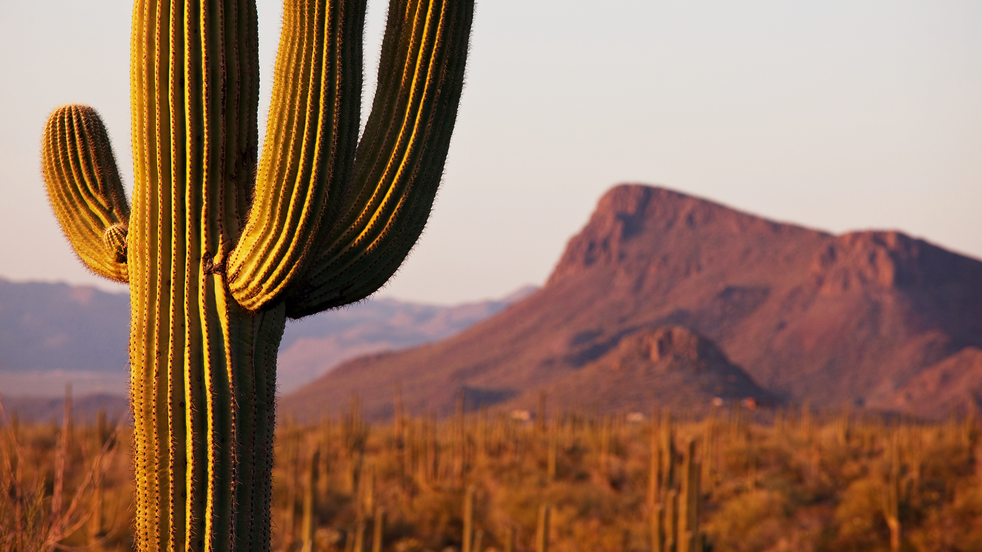 Saguaro Cacti, Saguaro National Park