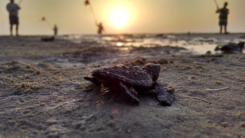 Turtle hatchling on beach