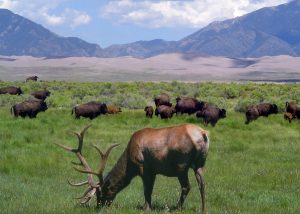 Elk and bison at Great Sand Dunes National Park and Preserve