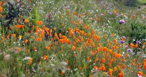 superbloom orange and wildflowers