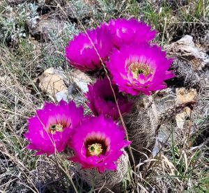 Cactus Bloom at Alibates Flint Quarries National Monument